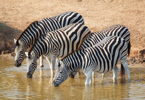 Zebras drinking water, Tanzania Safari