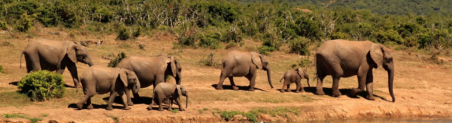 African Safari Packages with Taking Off Tours